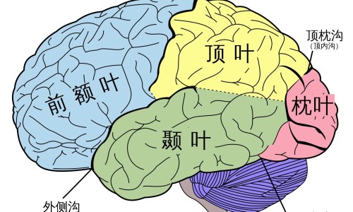 中新药业天津第六中药厂 交通网-分享天津中新药业集团股份有限公司第六中药厂，天津中新药业六味地黄丸知识库